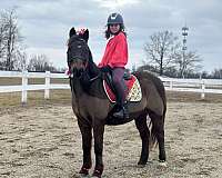 quarter-pony