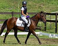 quarter-pony-gelding