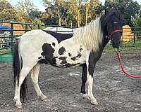 black-amhr-colt-stallion