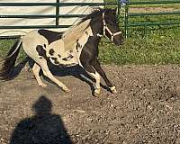 white-homozygous-stallion-horse