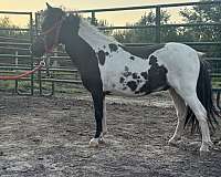 tobiano-amhr-colt-stallion