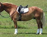 beautiful-draft-horses-great-trail-horse-gelding