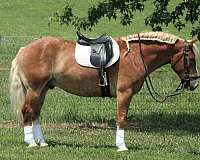 strip-horse