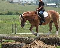 sorrel-strip-horse