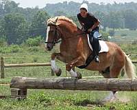 athletic-draft-horse