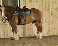 beginner-draft-horse