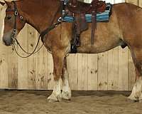 draft-horse