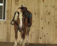 driving-draft-horse