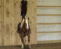 english-pleasure-draft-horse