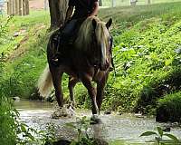 harness-draft-horse