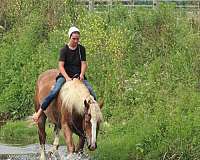 husband-safe-draft-horse
