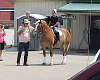 kid-safe-draft-horse