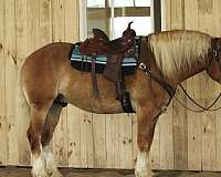 lesson-draft-horse