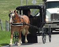 mounted-patrol-draft-horse