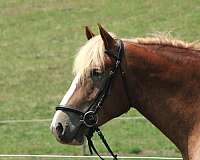 jumping-draft-horse