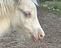 cremello-white-all-around-horse
