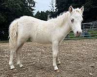 cremello-therapy-horse