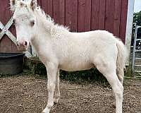 6-hand-cremello-horse