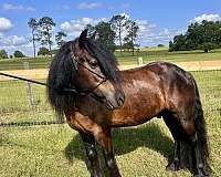 companion-dales-pony-pony