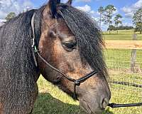 dressage-dales-pony-pony