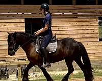 driving-dales-pony-pony