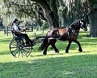 foundation-dales-pony-pony