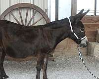mini-donkey