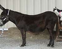 beginner-donkey