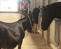 kid-safe-donkey