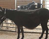 show-donkey