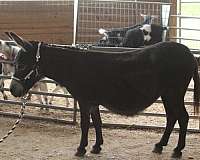therapy-donkey