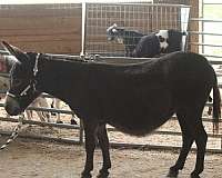 mini-donkey-mare