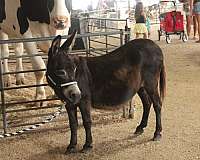 beginner-mare