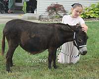 kid-safe-mare