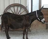 show-mare