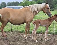 none-horse