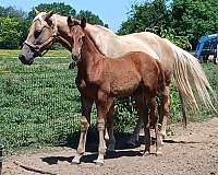 big-beautiful-missouri-fox-trotter-horse