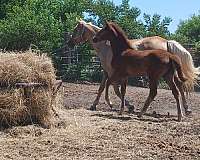 chocolates-missouri-fox-trotter-horse