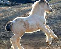 ee-aa-crcr-tt-horse
