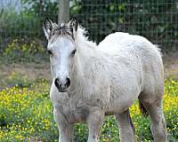 buckskin-overo-ee-aa-crcr-tt-horse