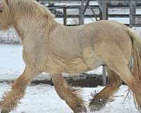 buckskin-overo-gypsy-vanner-filly