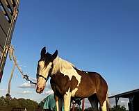 blazing-hot-paint-horse