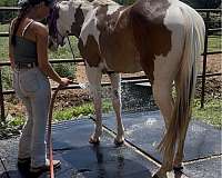 willy-paint-horse