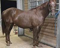 aqha-mare