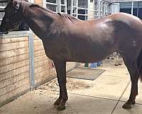 ponied-on-mare