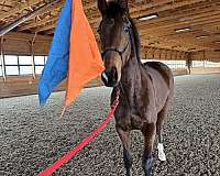 thoroughbred-mare