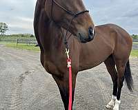 thoroughbred-horse-for-sale