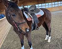 thoroughbred-horse