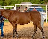 athletic-quarter-pony