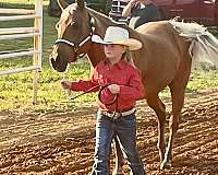 halter-quarter-pony